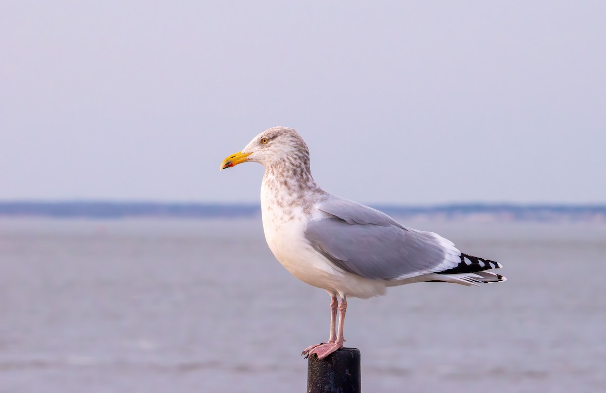 amerikagråmåke - ML646881478