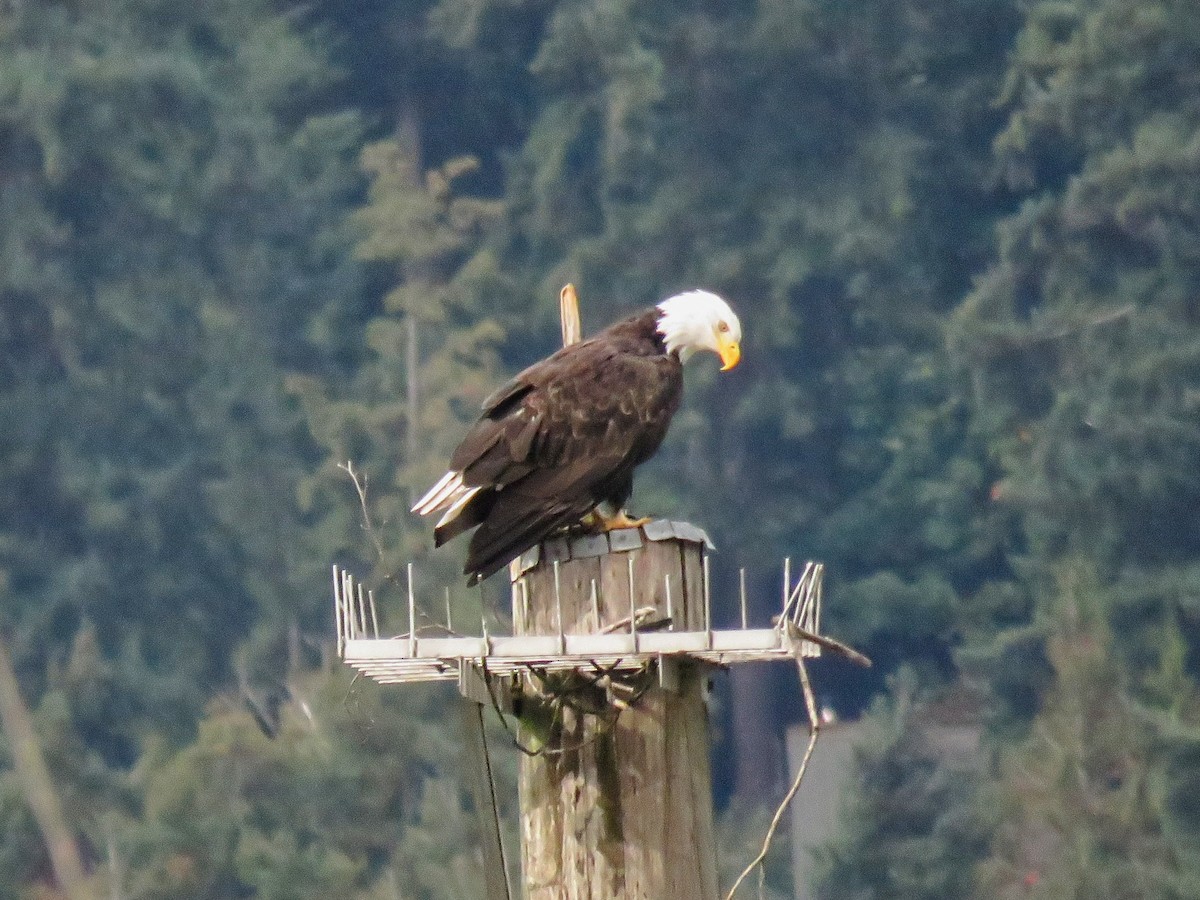 hvithodehavørn - ML646881479