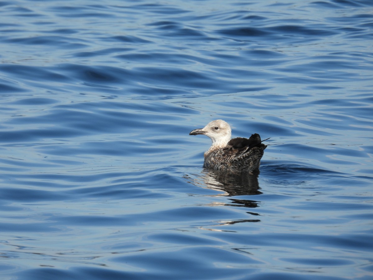 sildemåke - ML646881480