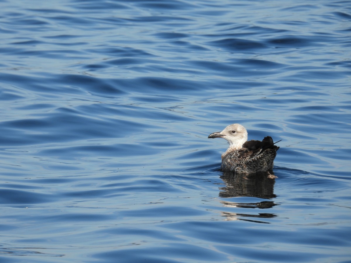 Kaio iluna - ML646881481