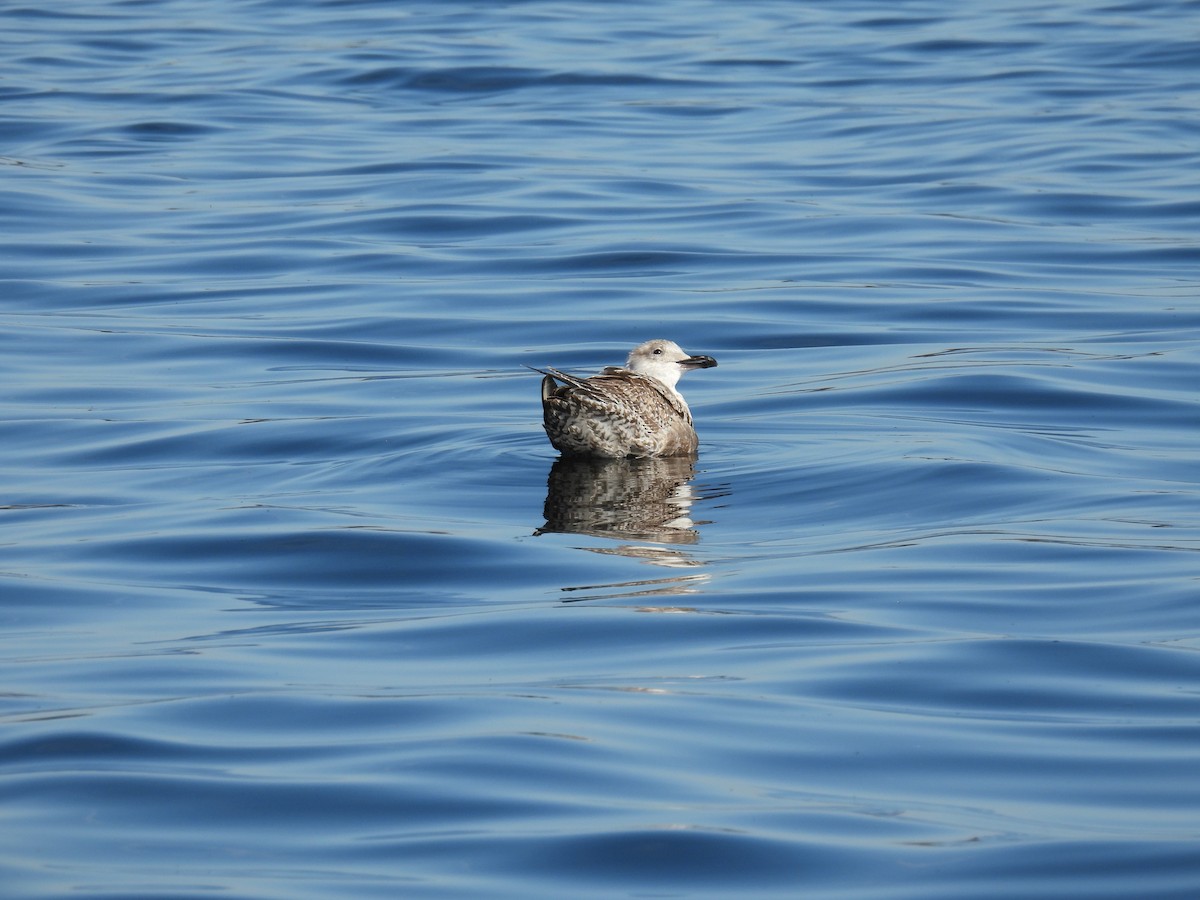 Kaio iluna - ML646881482