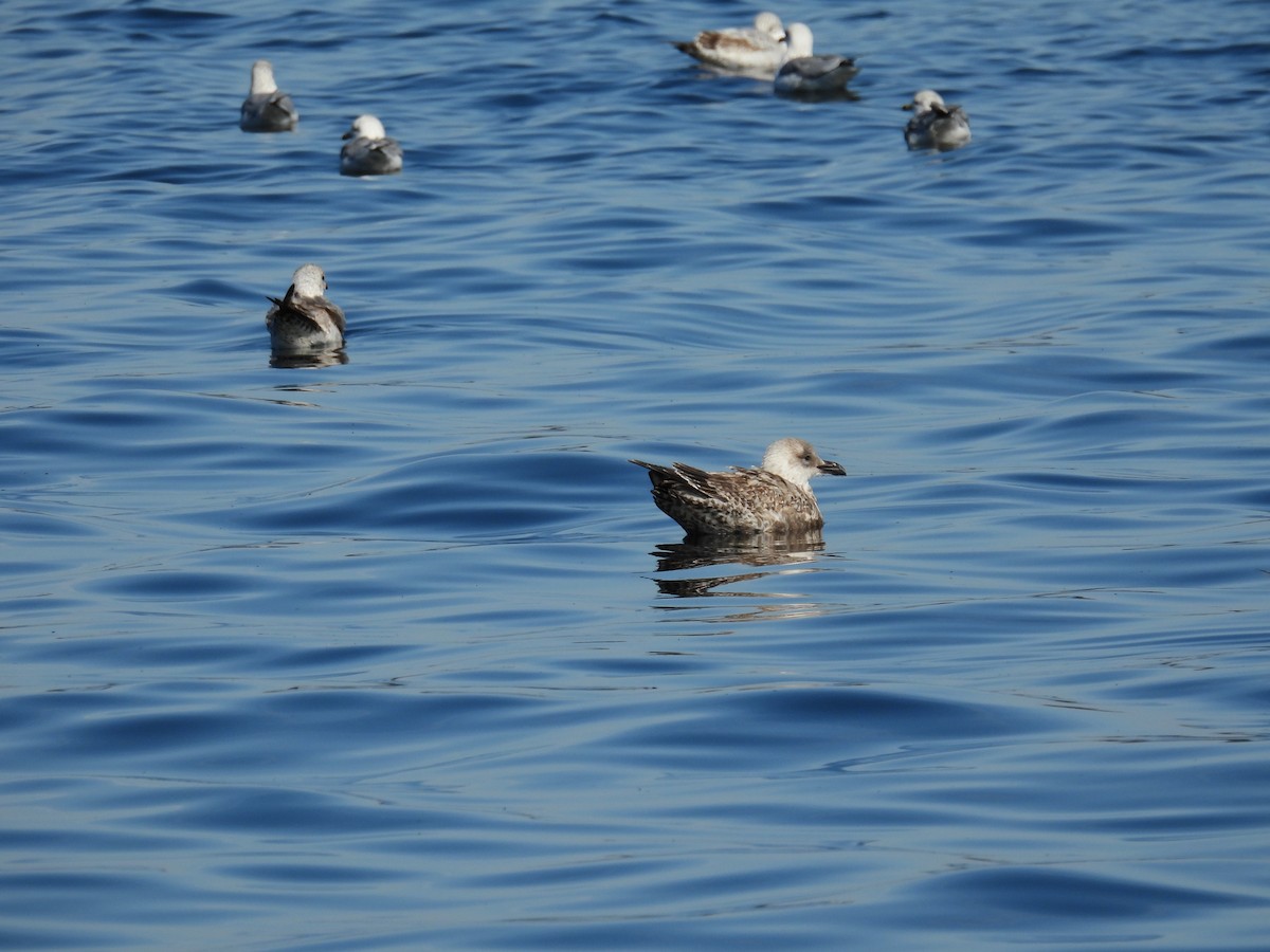 Kaio iluna - ML646881483