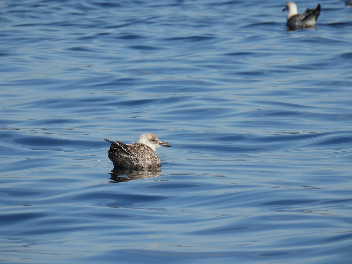 Kaio iluna - ML646881484