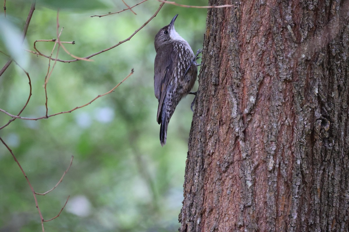 White-throated Treecreeper - ML646881485
