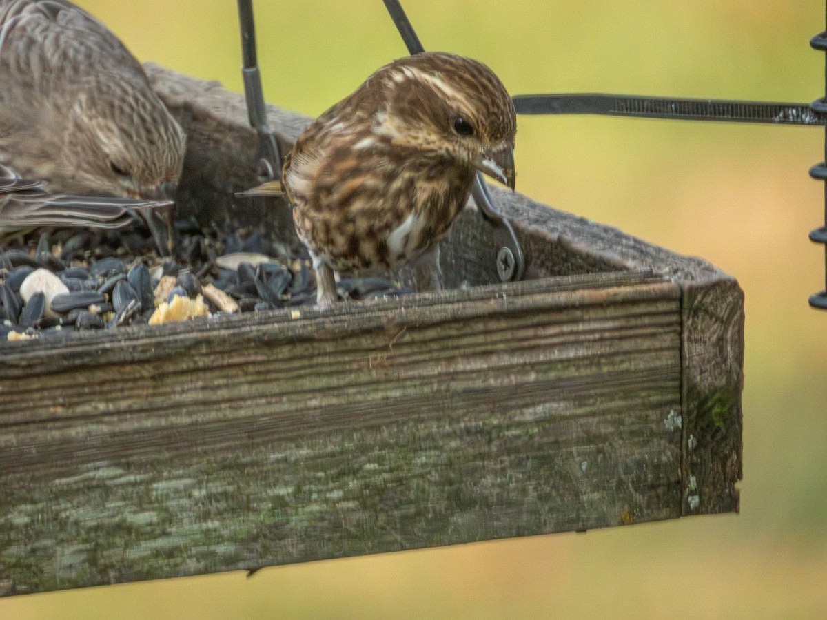 purpurfink - ML646881486