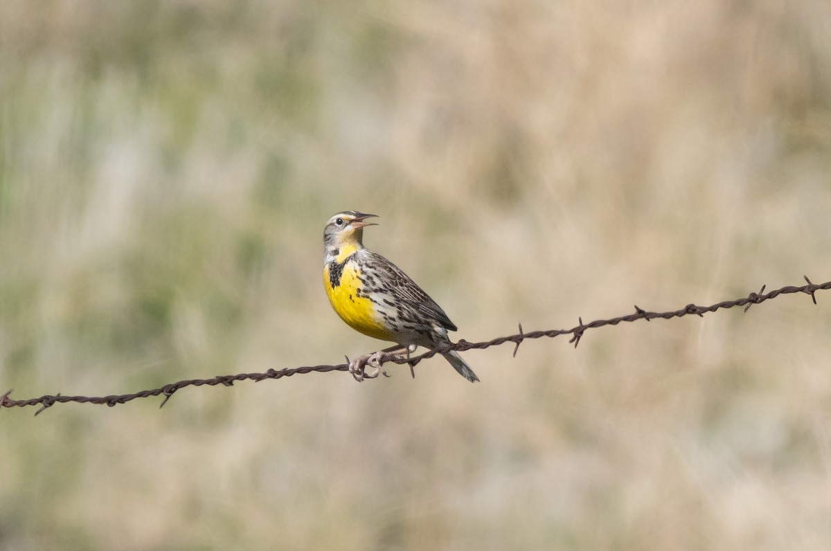 prærielerketrupial - ML646881487