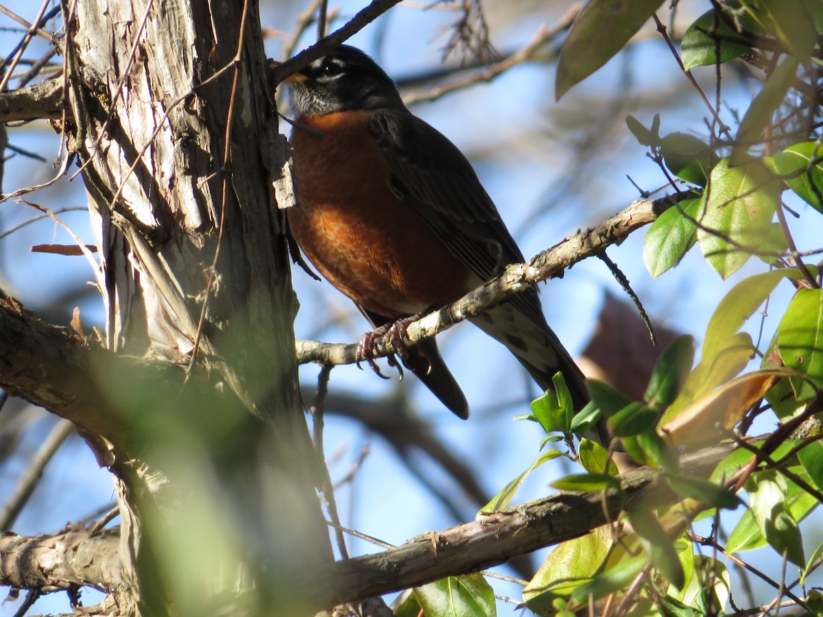American Robin - ML646881488