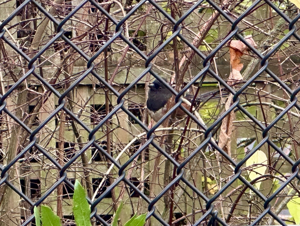 flekktovi - ML646881489