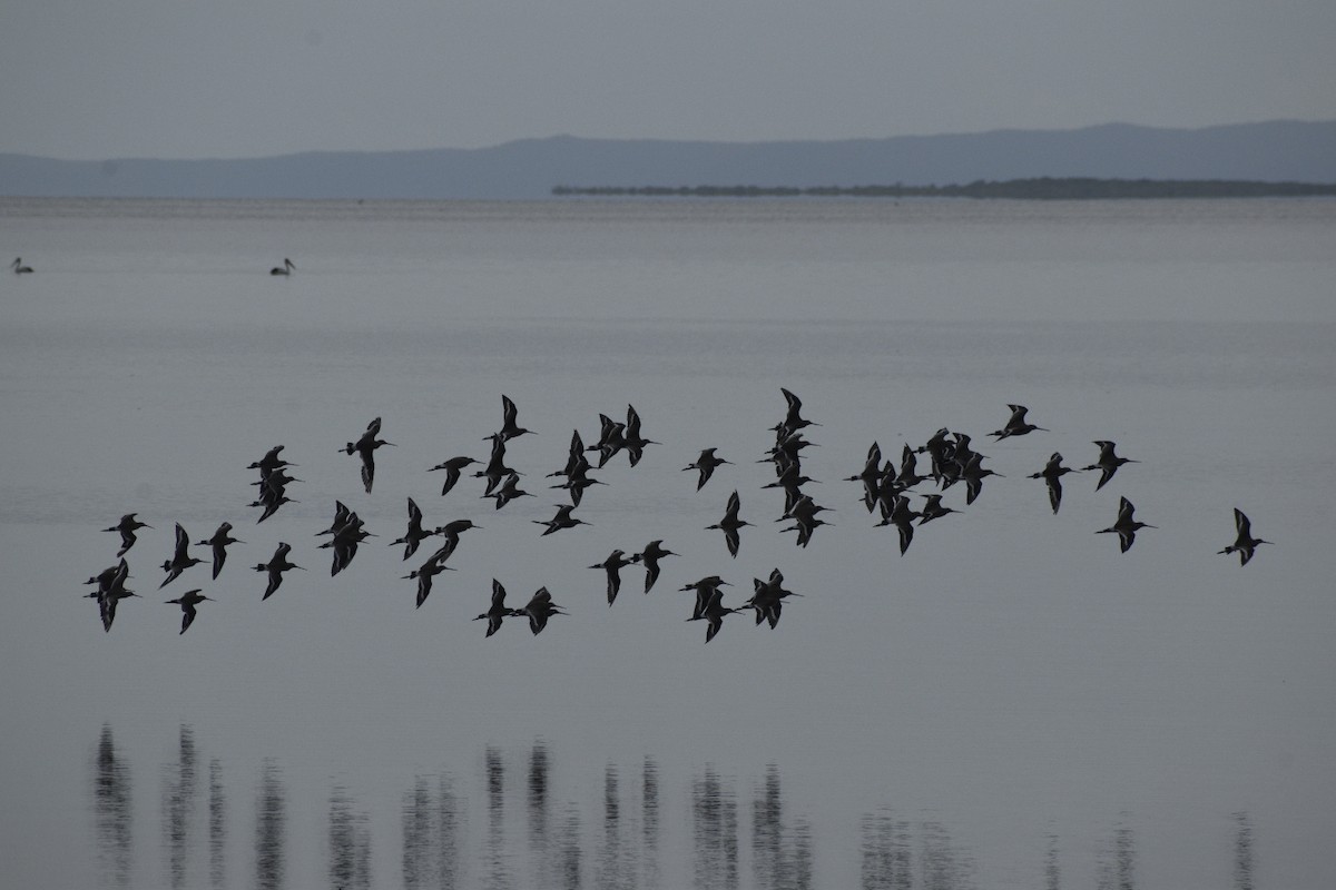 svarthalespove - ML646881490