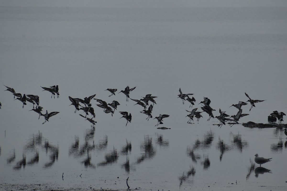 svarthalespove - ML646881491