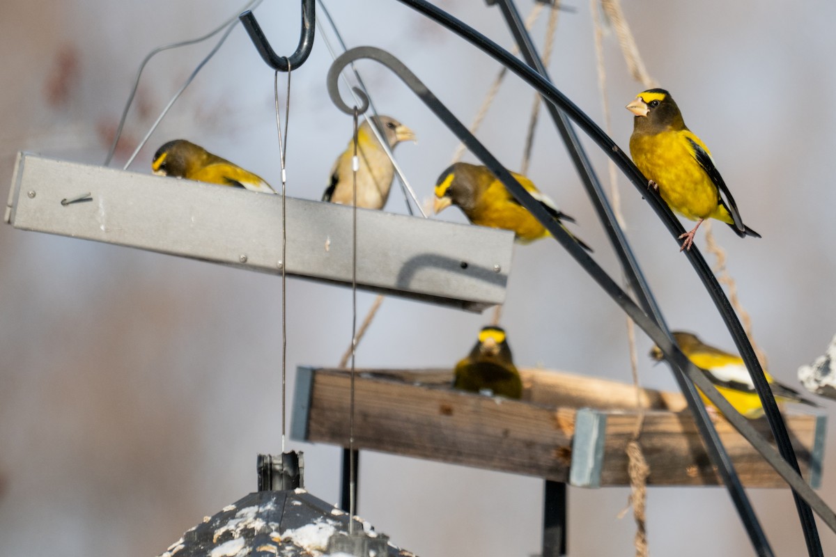 Evening Grosbeak - ML646881492