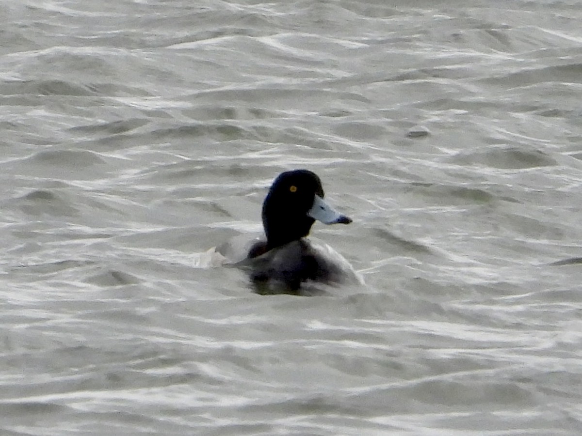 bergand - ML646881493