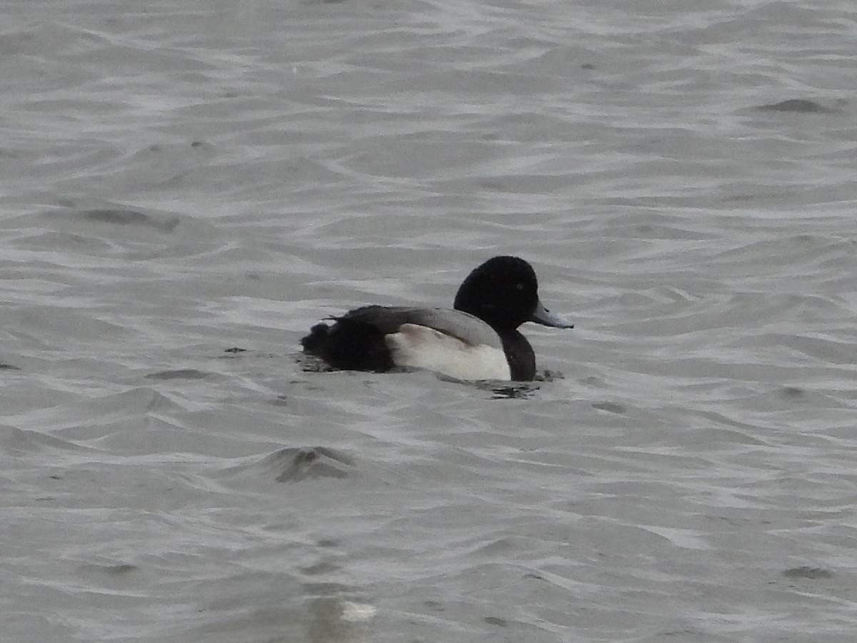 bergand - ML646881494