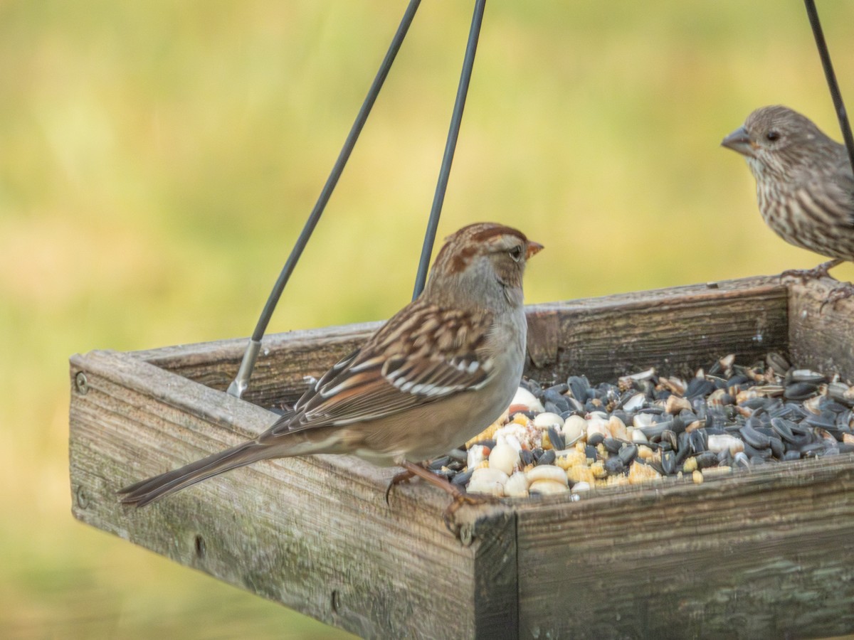 White-crowned Sparrow - ML646881504