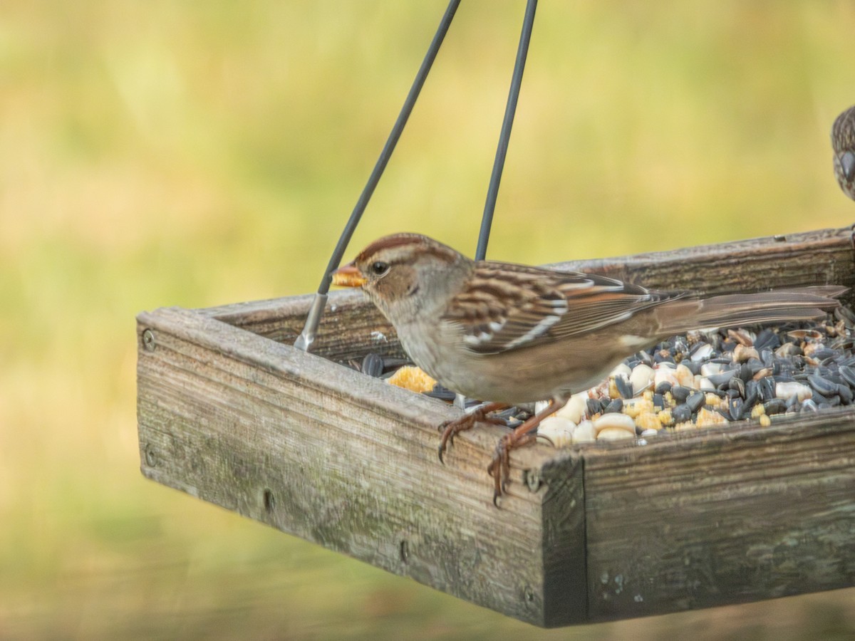 White-crowned Sparrow - ML646881505