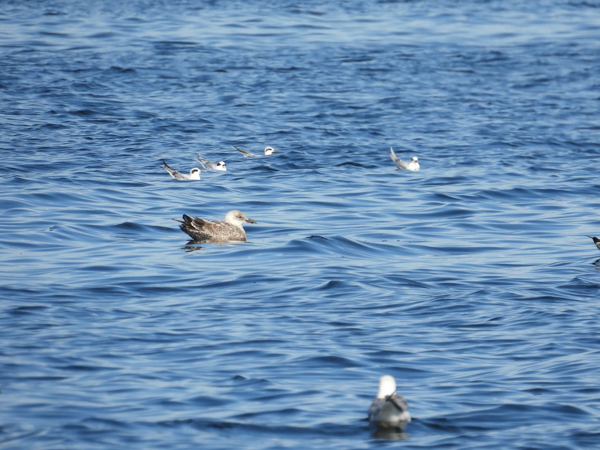 Kaio iluna - ML646881515