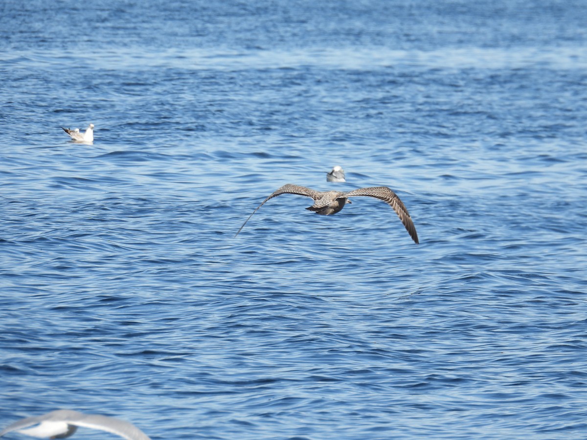 Kaio iluna - ML646881516