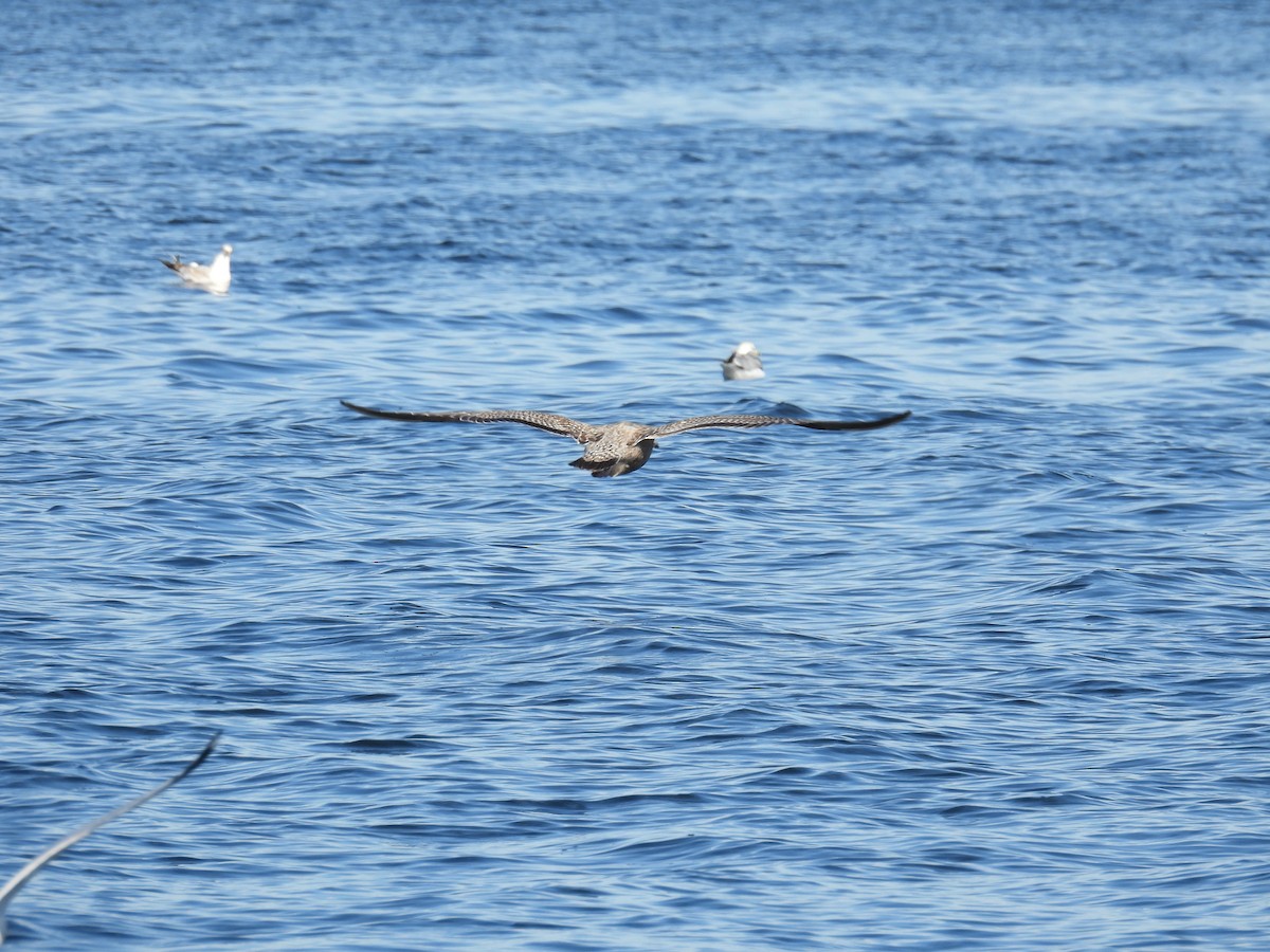 Kaio iluna - ML646881517