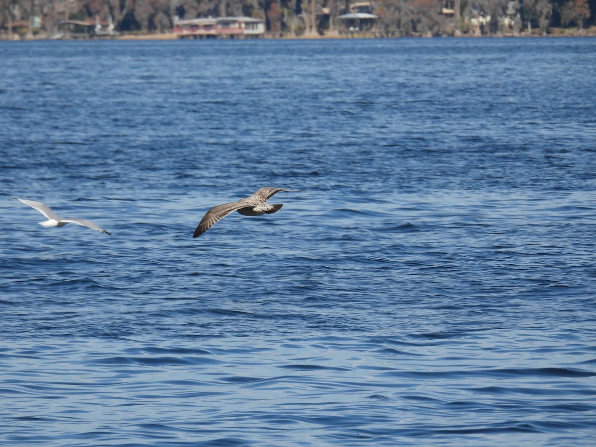 Kaio iluna - ML646881518