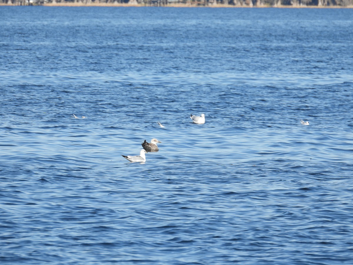 Kaio iluna - ML646881519