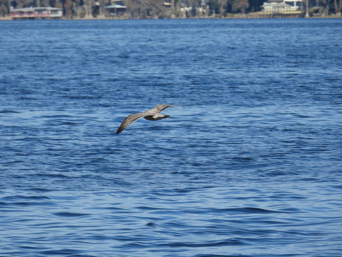 Kaio iluna - ML646881520