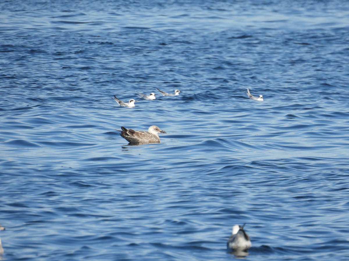 Kaio iluna - ML646881521