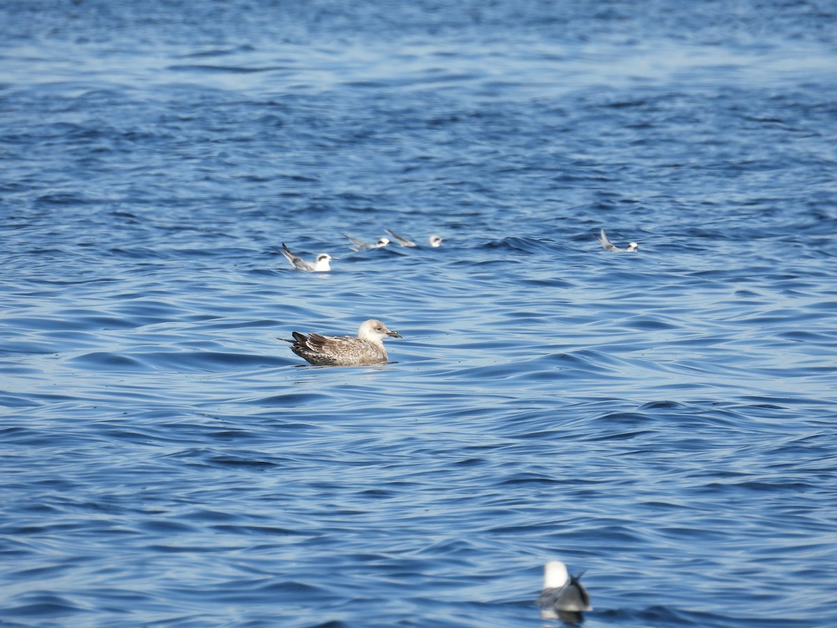 Kaio iluna - ML646881522