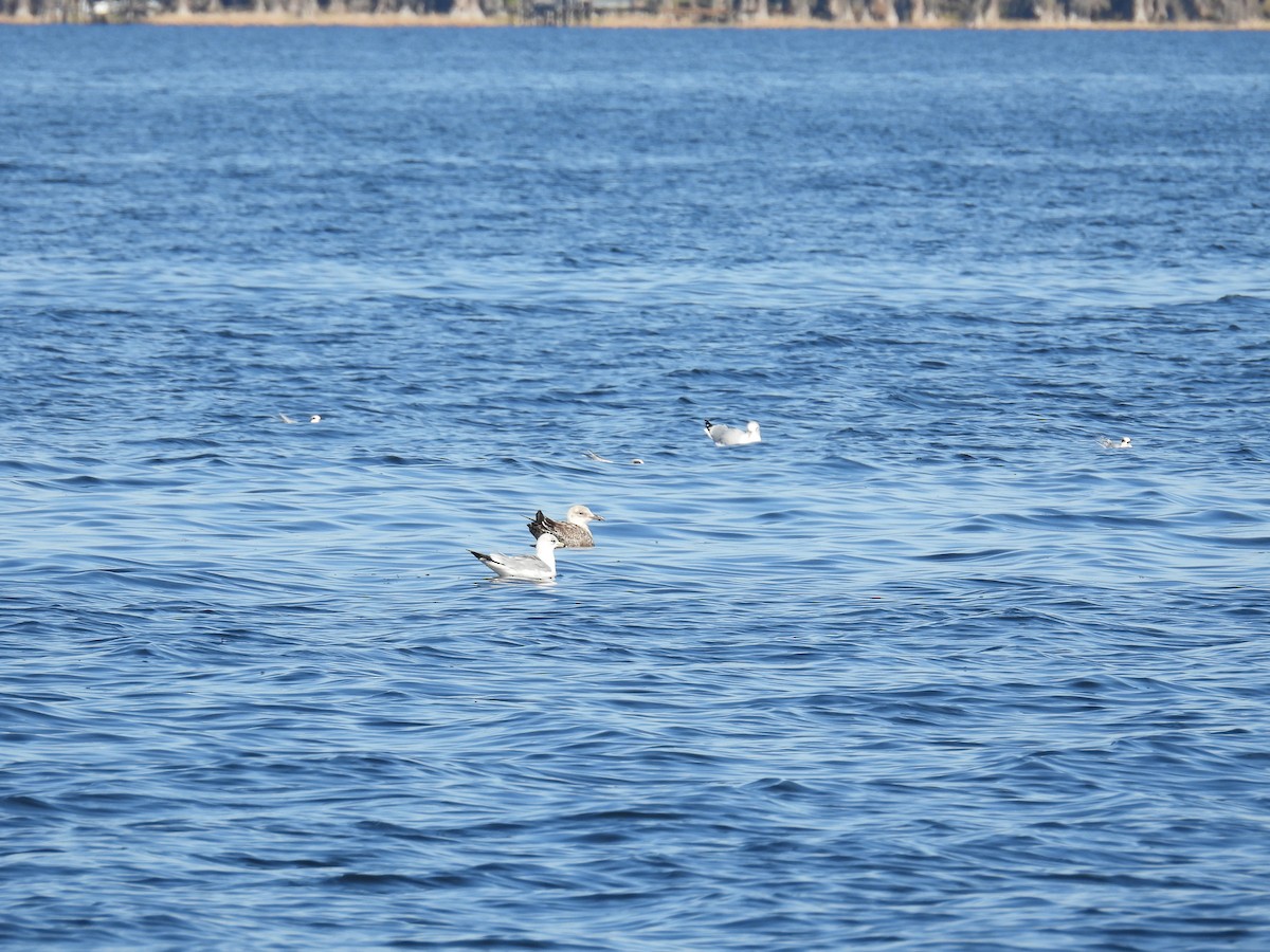 Kaio iluna - ML646881523