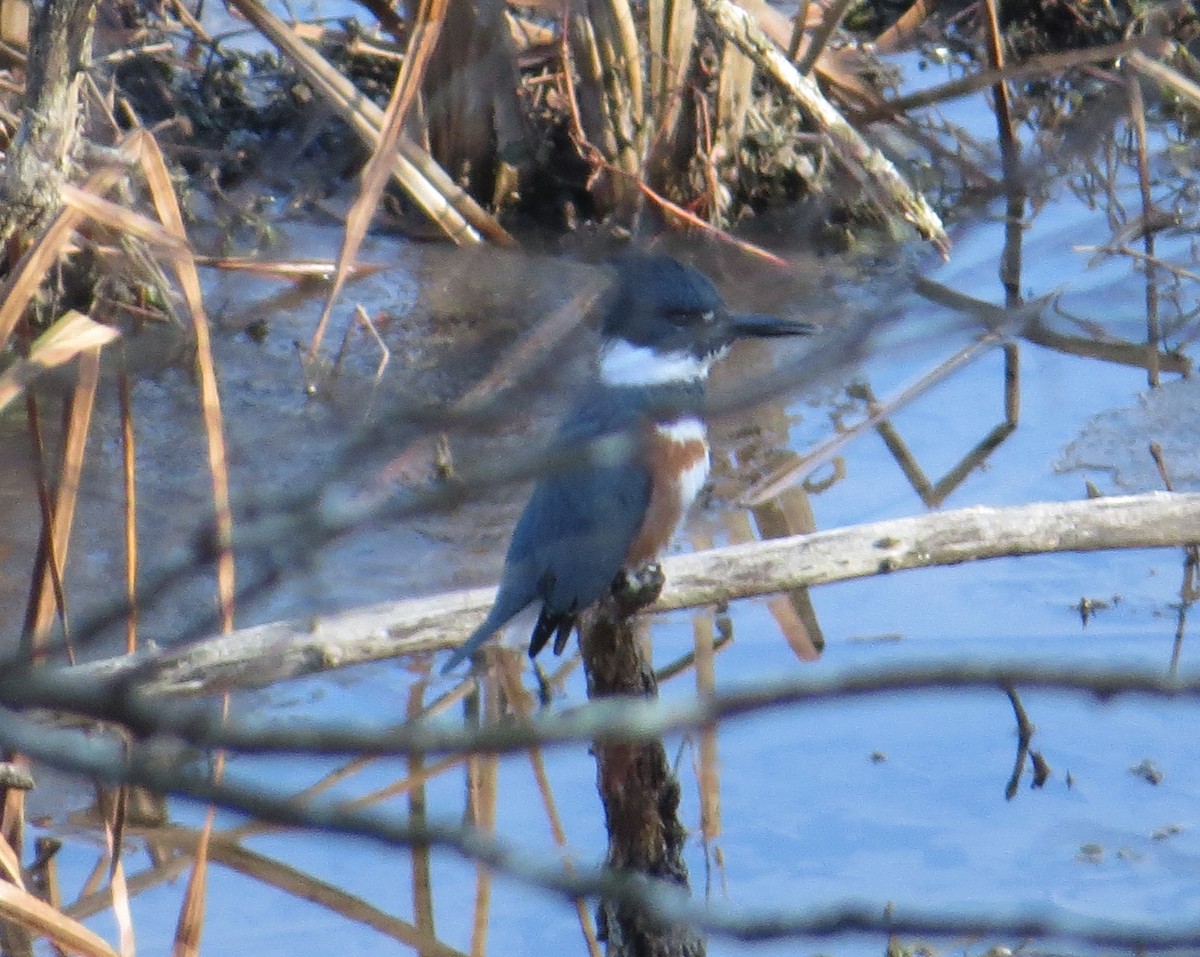 rybařík pruhoprsý - ML646881524