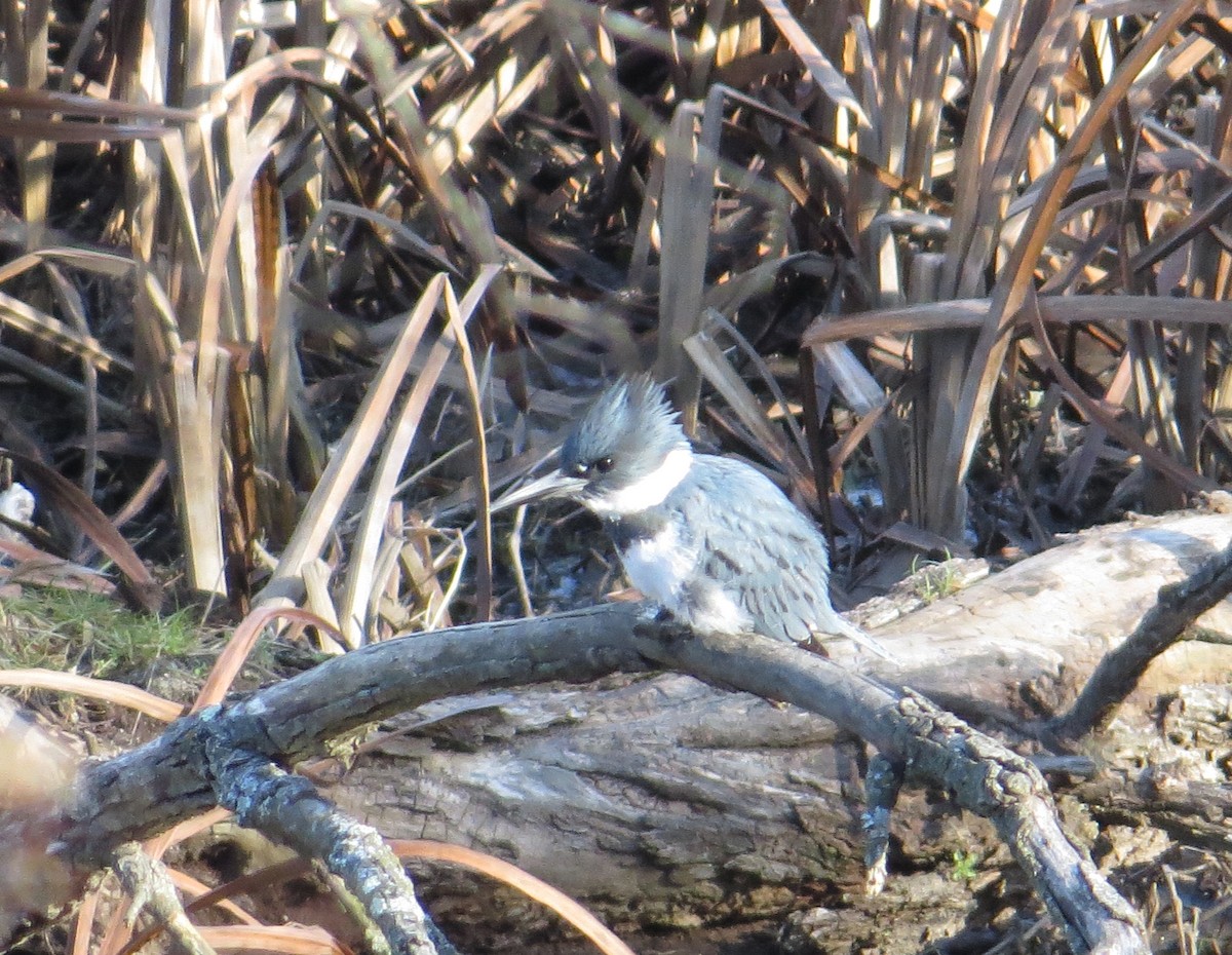 rybařík pruhoprsý - ML646881525