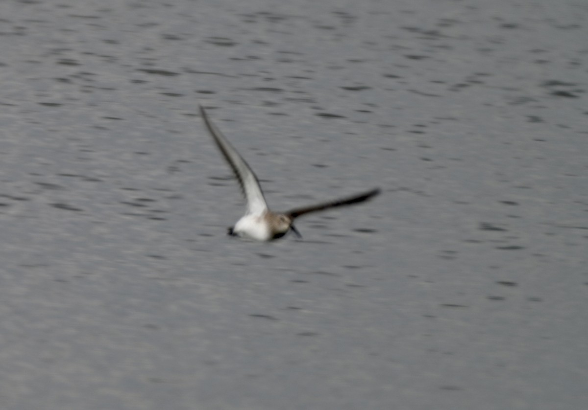 Dunlin - ML646881526