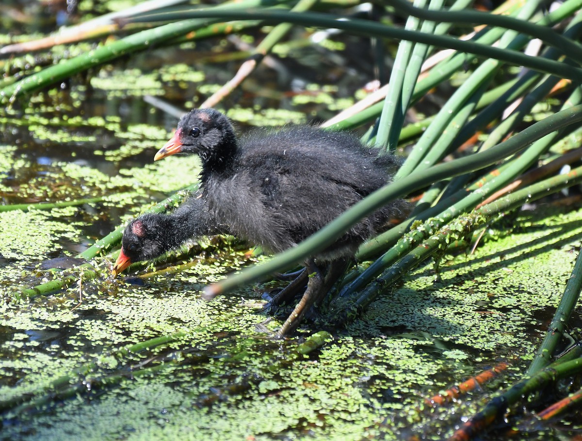 Dusky Moorhen - ML646881530