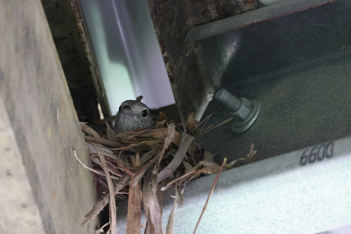 Gray Shrikethrush - ML646881531