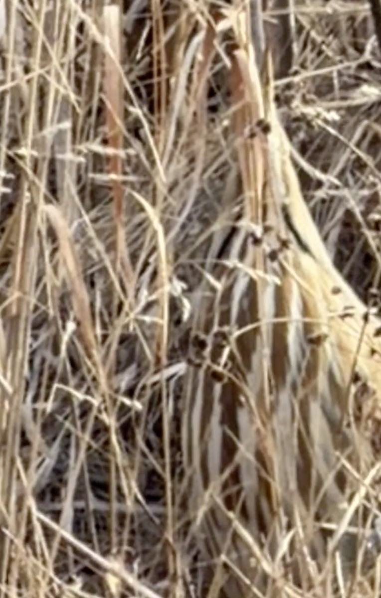 Amerika Balabanı - ML646881533