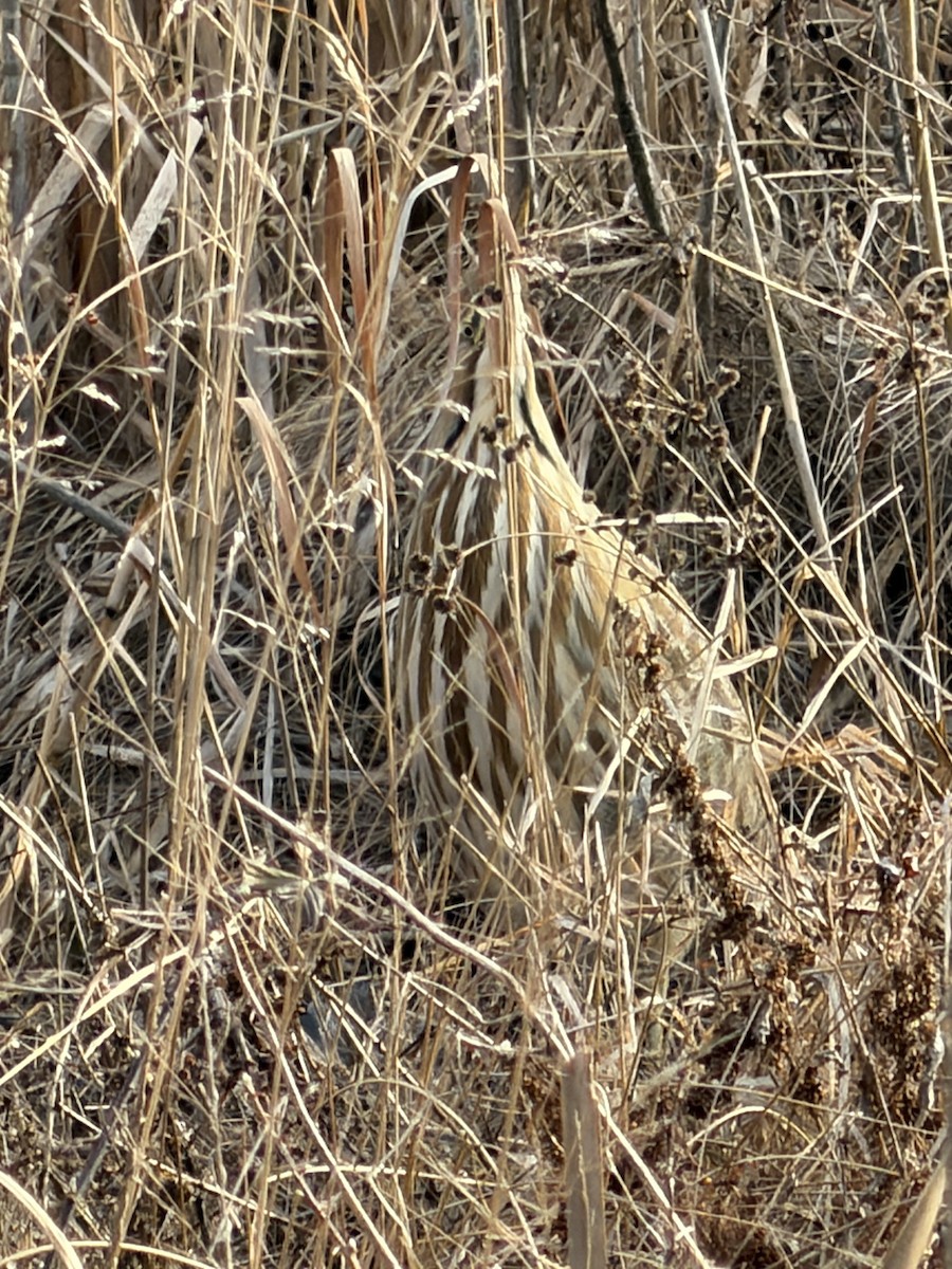 Amerika Balabanı - ML646881534