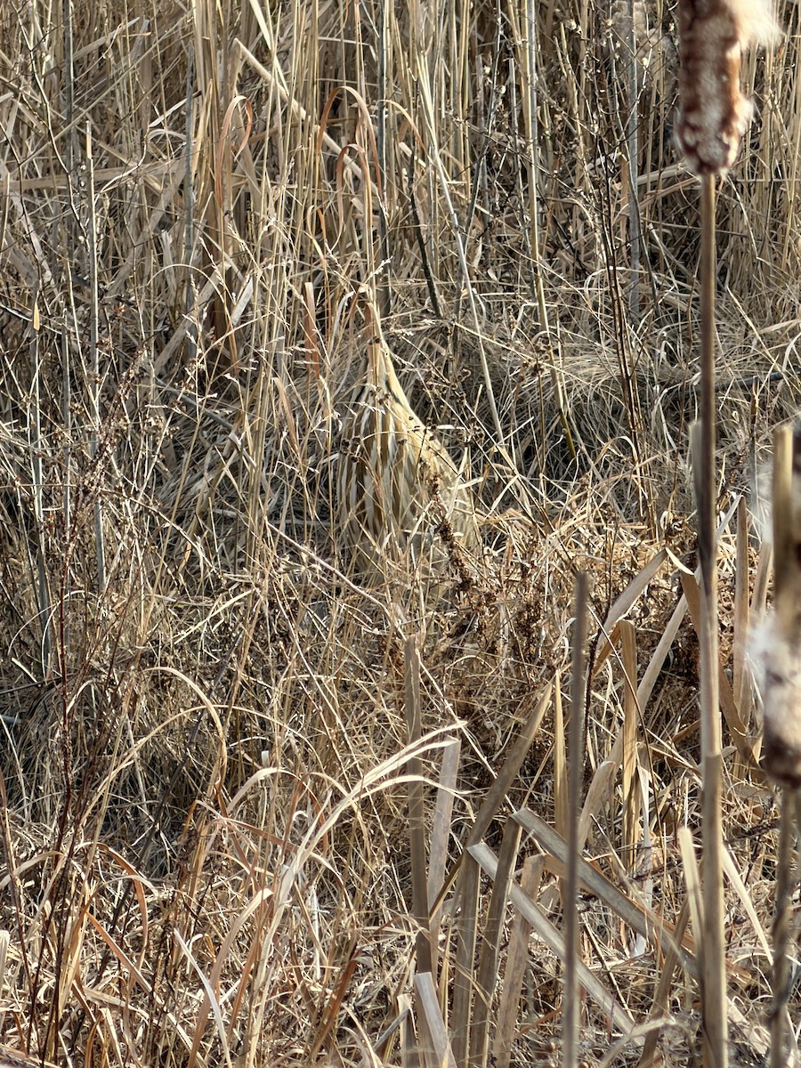 Amerika Balabanı - ML646881535