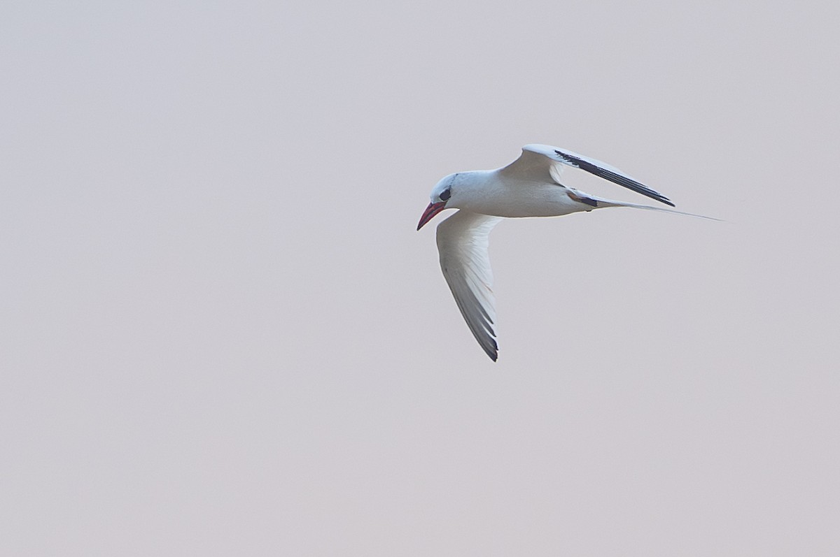 Red-billed Tropicbird - ML646881537
