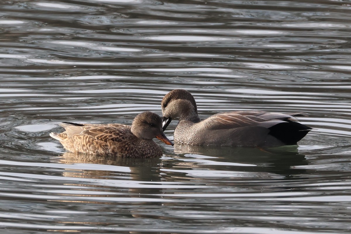 Серая утка - ML646881538