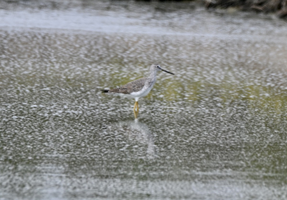 Greater Yellowlegs - ML646881542