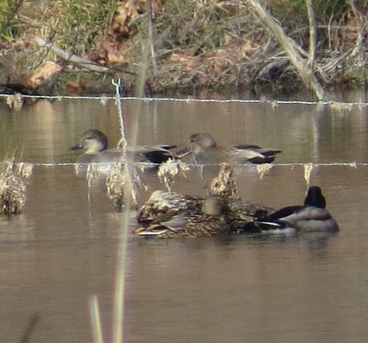 Серая утка - ML646881545