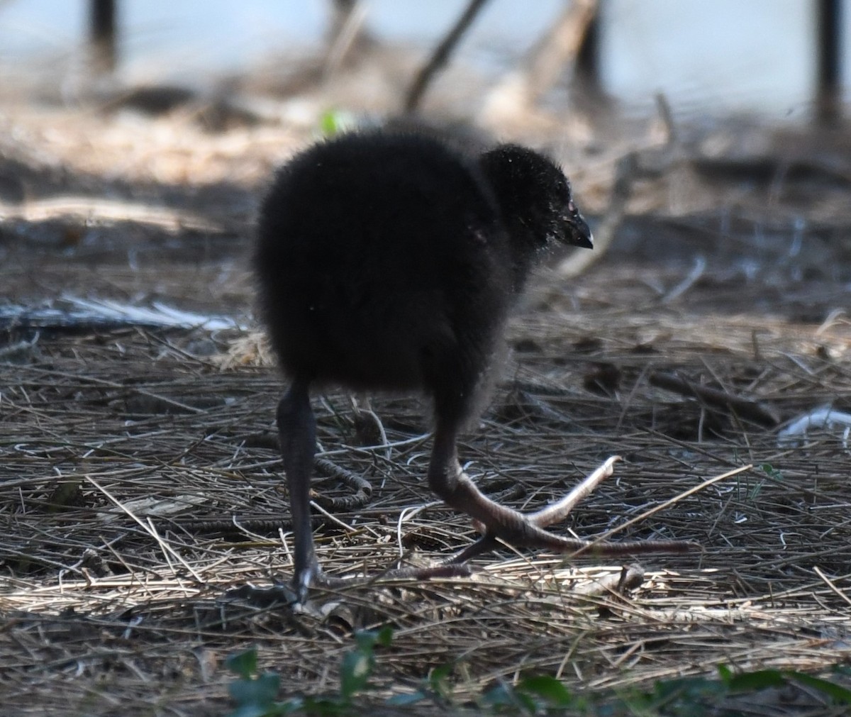 Australasian Swamphen - ML646881546