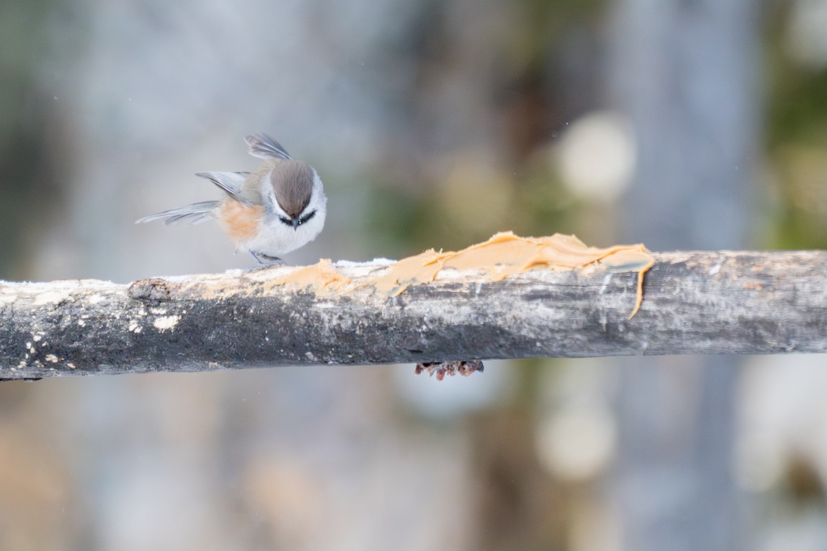 Hudsonmeise - ML646881548