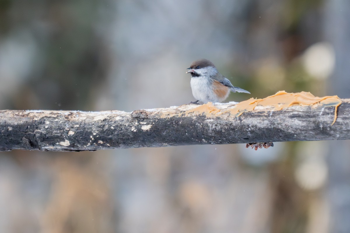 Hudsonmeise - ML646881549