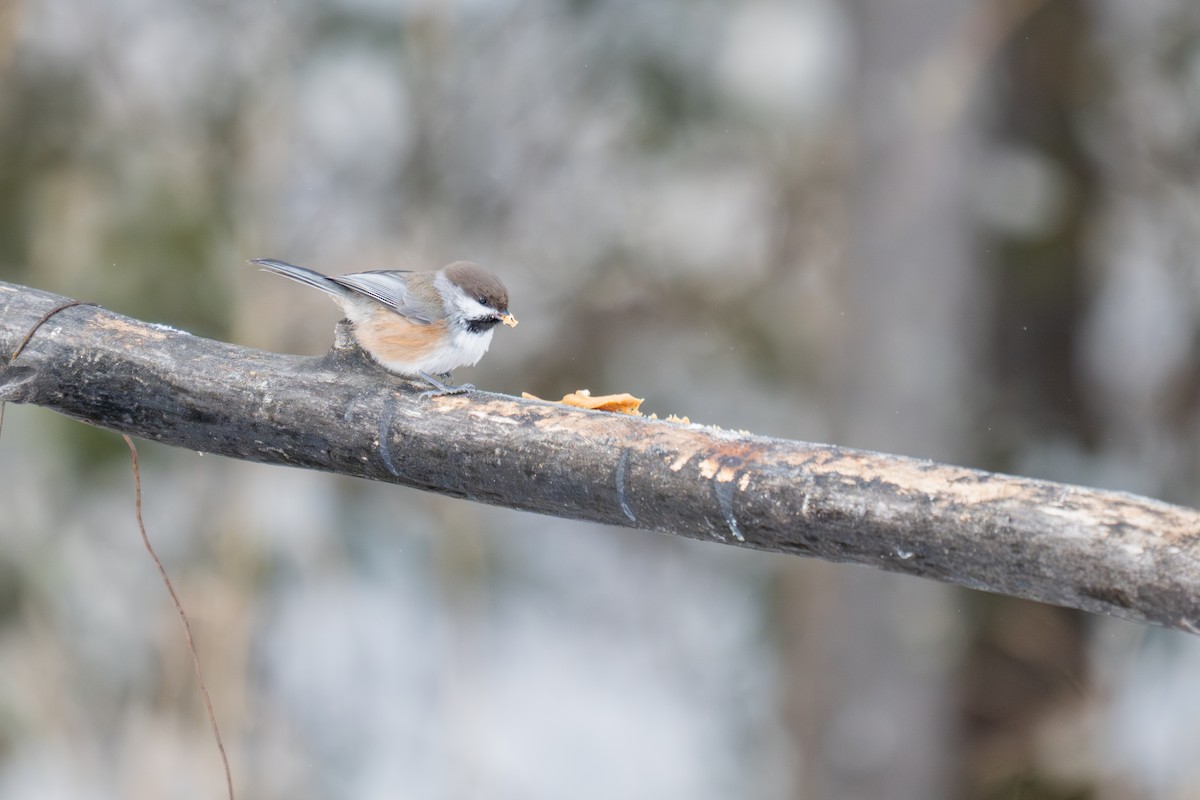 Hudsonmeise - ML646881550