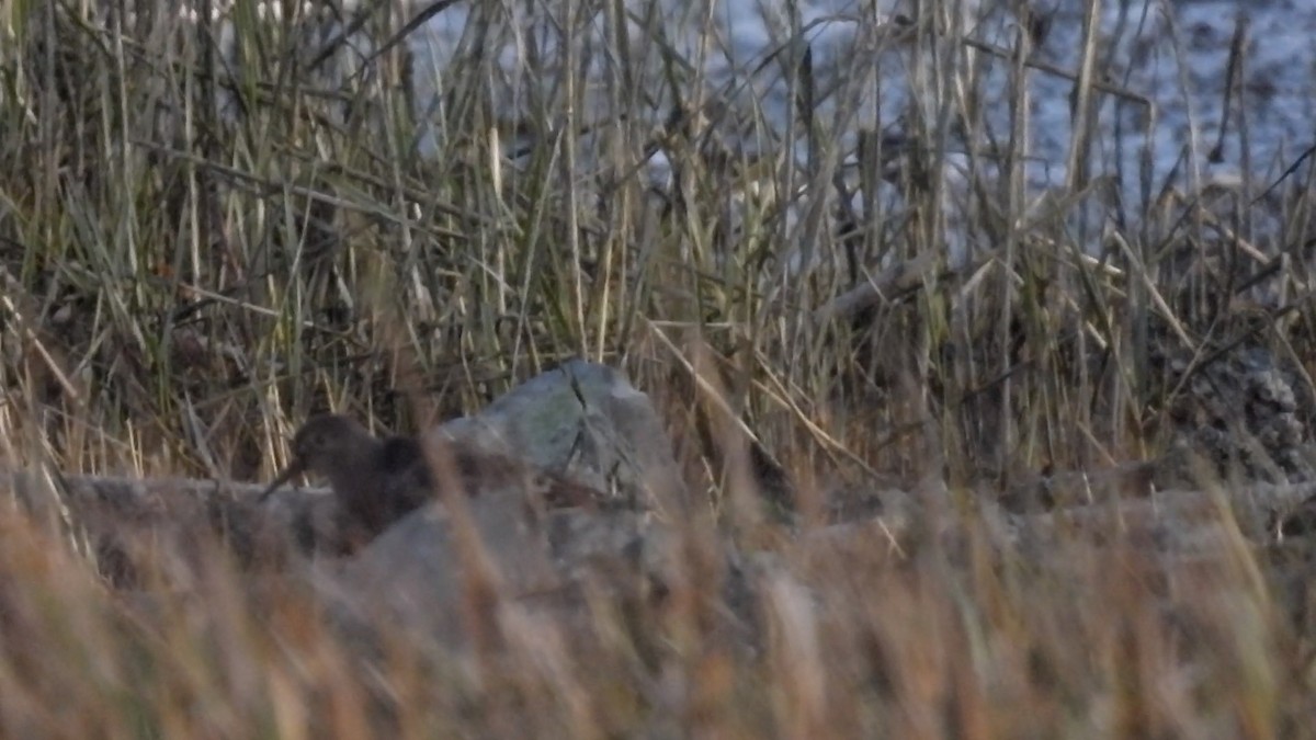 Rock Sandpiper - ML646881551