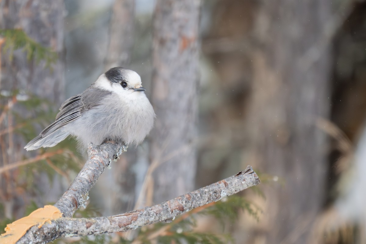 Meisenhäher [canadensis-Gruppe] - ML646881553