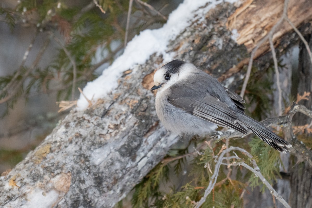 Meisenhäher [canadensis-Gruppe] - ML646881554