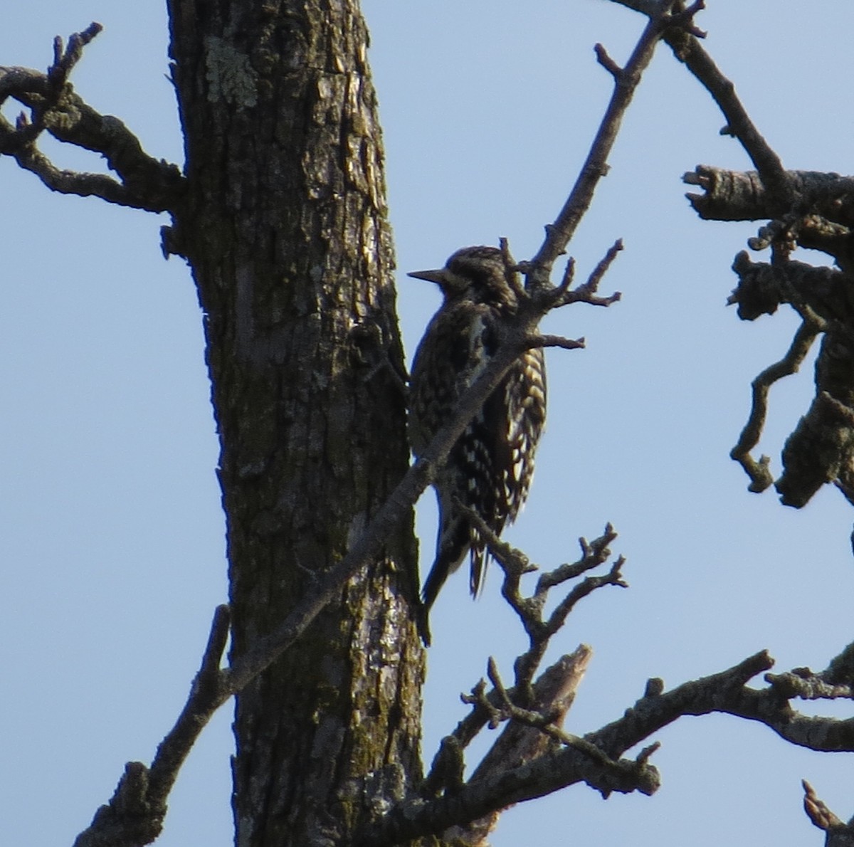 Yellow-bellied Sapsucker - ML646881556