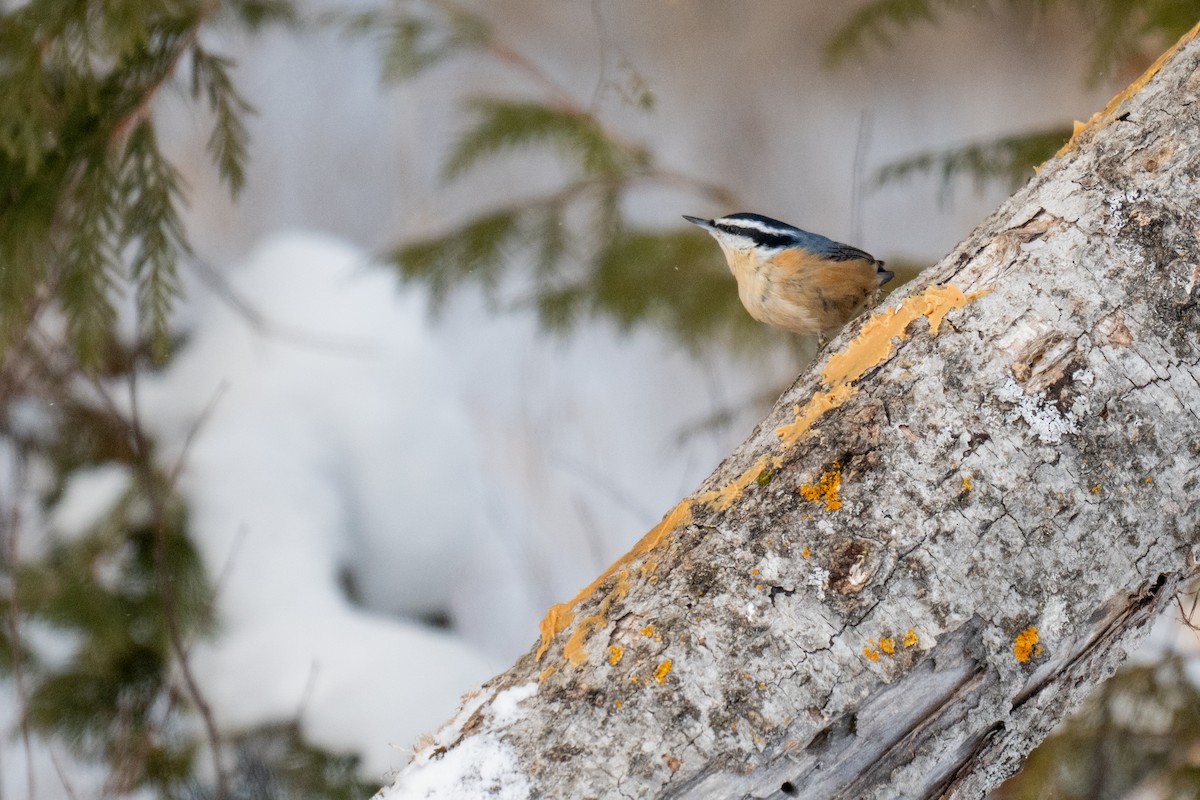 Rotbrustkleiber - ML646881559