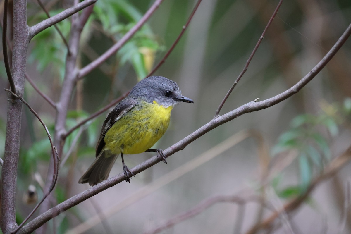 Eastern Yellow Robin - ML646881560